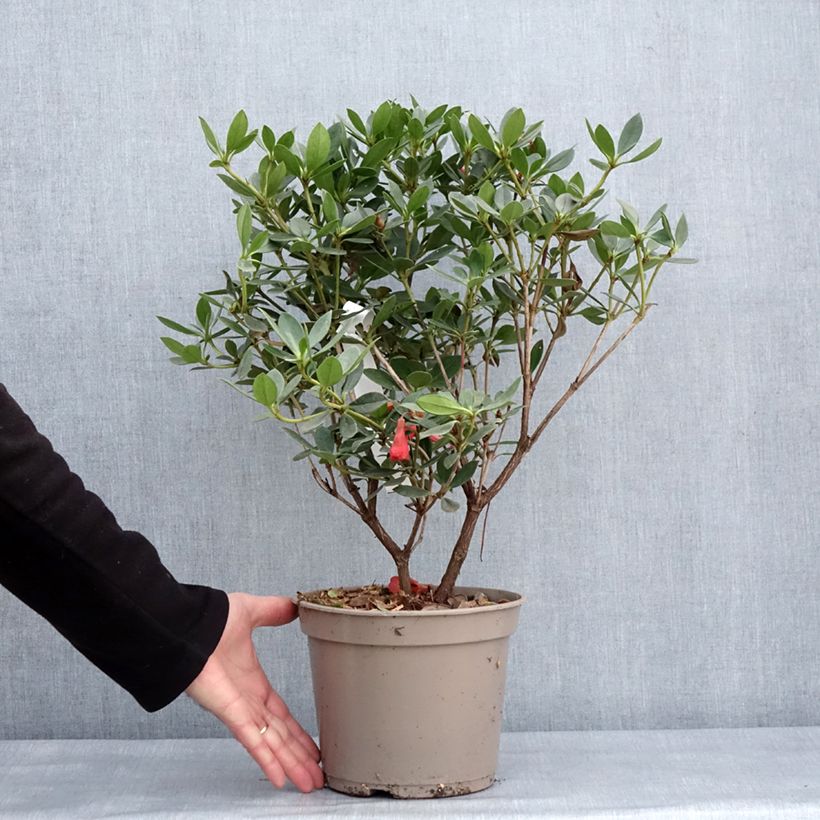 Example of Rhododendron vireya Saxon blush Pot van 3 l/4 l as you get in hiver