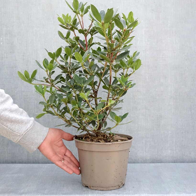 Exemplaar van Rhododendron Saxon blush - Tropische rododendron Pot van 3 l/4 l zoals geleverd in de lente