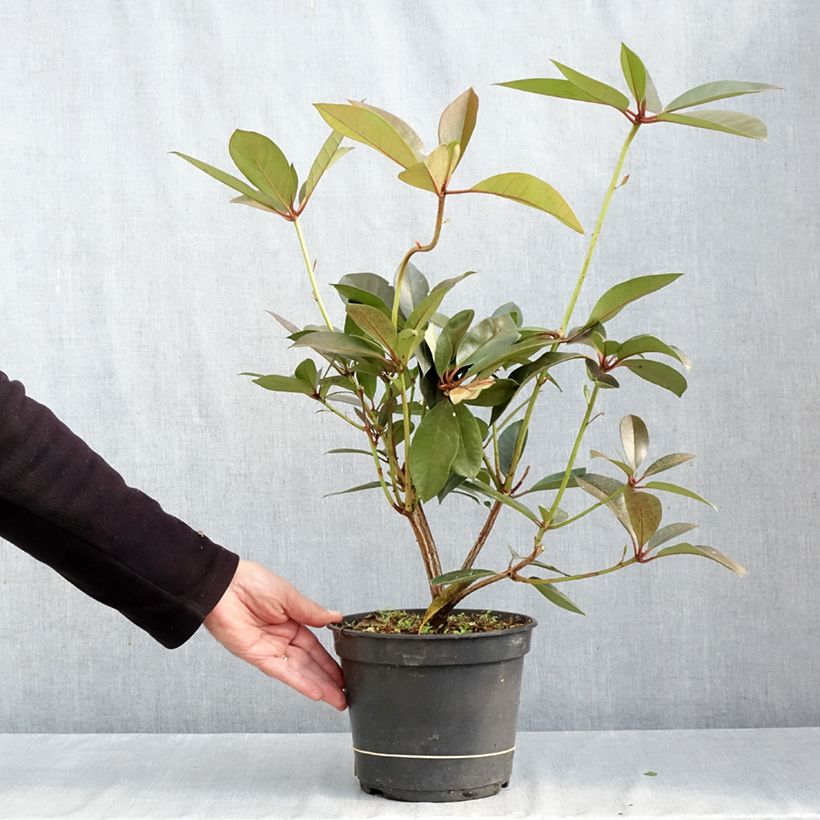 Exemplaar van Rhododendron Strawberry Parfait - Tropische rododendron Pot van 3 l/4 l zoals geleverd in de herfst