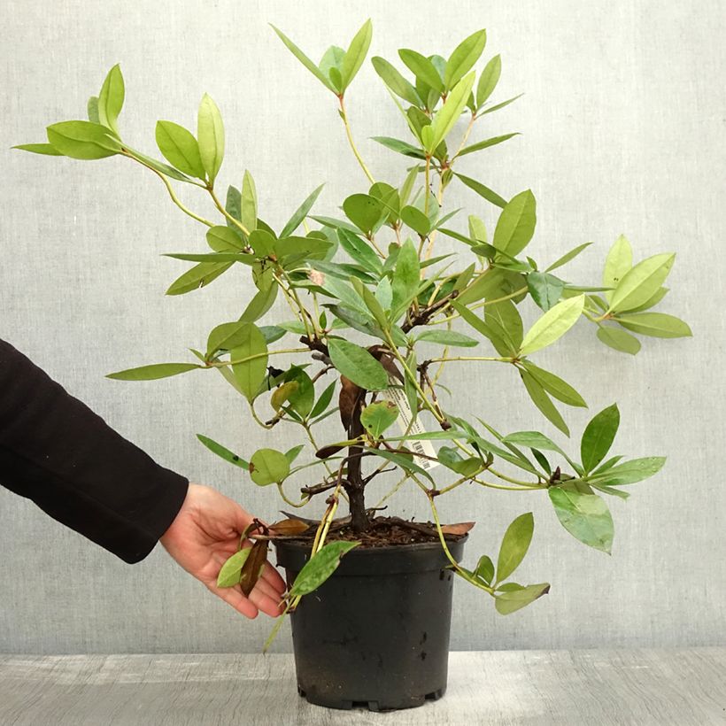 Exemplaar van Rhododendron vireya Vladimir Bukovski Pot de 3L/4L zoals geleverd in de herfst