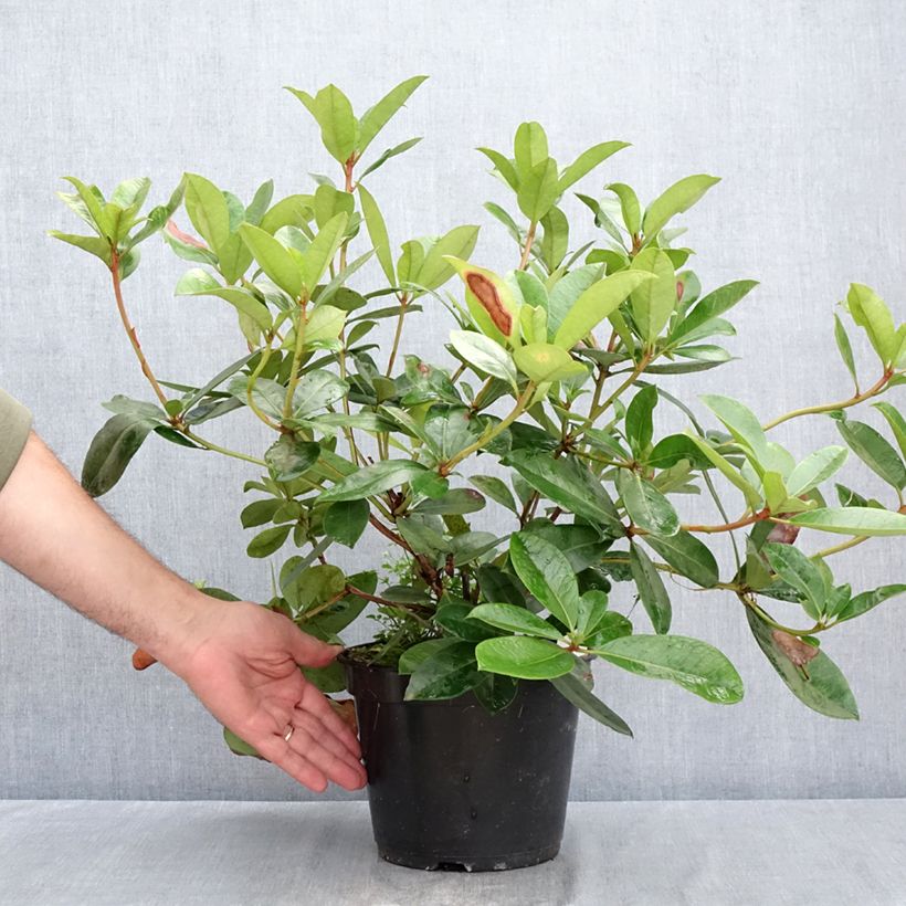 Exemplaar van Rhododendron Vladimir Bukovski - Tropische rododendron Pot van 3 l/4 l zoals geleverd in de zomer