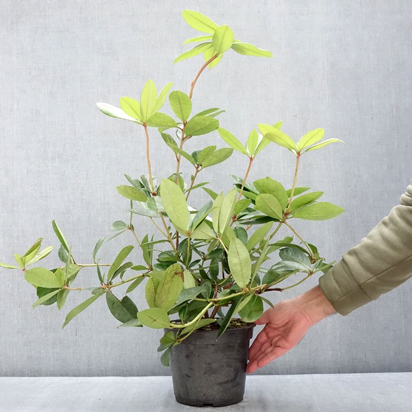 Example of Rhododendron vireya Vladimir Bukovski Pot van 3 l/4 l as you get in hiver