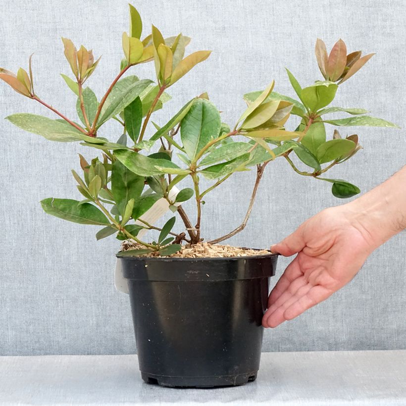 Exemplaar van Rhododendron Vladimir Bukovski - Tropische rododendron Pot van 3 l/4 l zoals geleverd in de lente