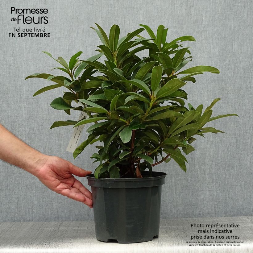 Exemplaar van Rhododendron Wilgen's Ruby - Grootbloemige rododendron Pot van 4 l/5 l zoals geleverd in de herfst