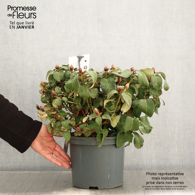 Example of Rhododendron williamsianum Gartendirektor Glocker Pot van 4 l/5 l as you get in hiver