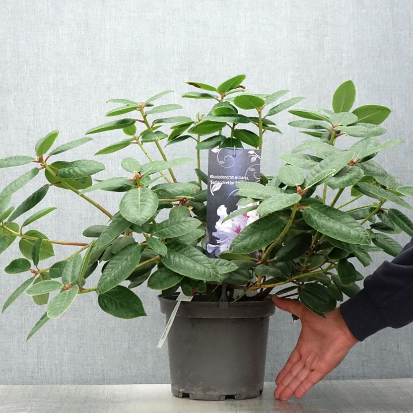 Exemplaar van Rhododendron Gartendirektor Rieger - Grootbloemige rododendron Pot van 4 l/5 l zoals geleverd in de zomer