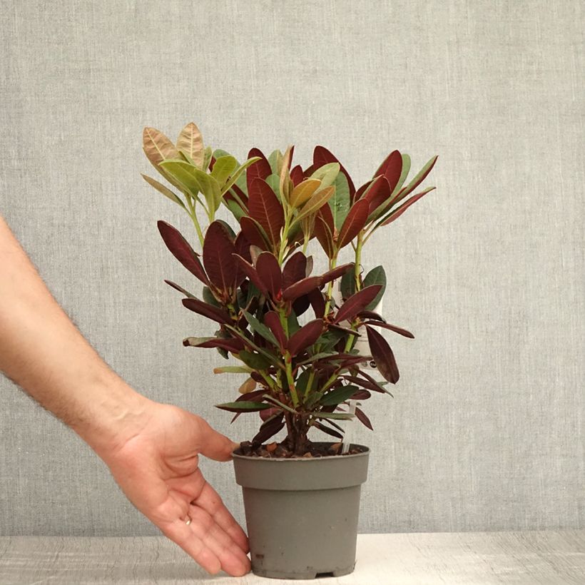 Exemplaar van Rhododendron Wine & Roses - Dwergrododendron Pot van 12 cm / 13 cm zoals geleverd in de zomer