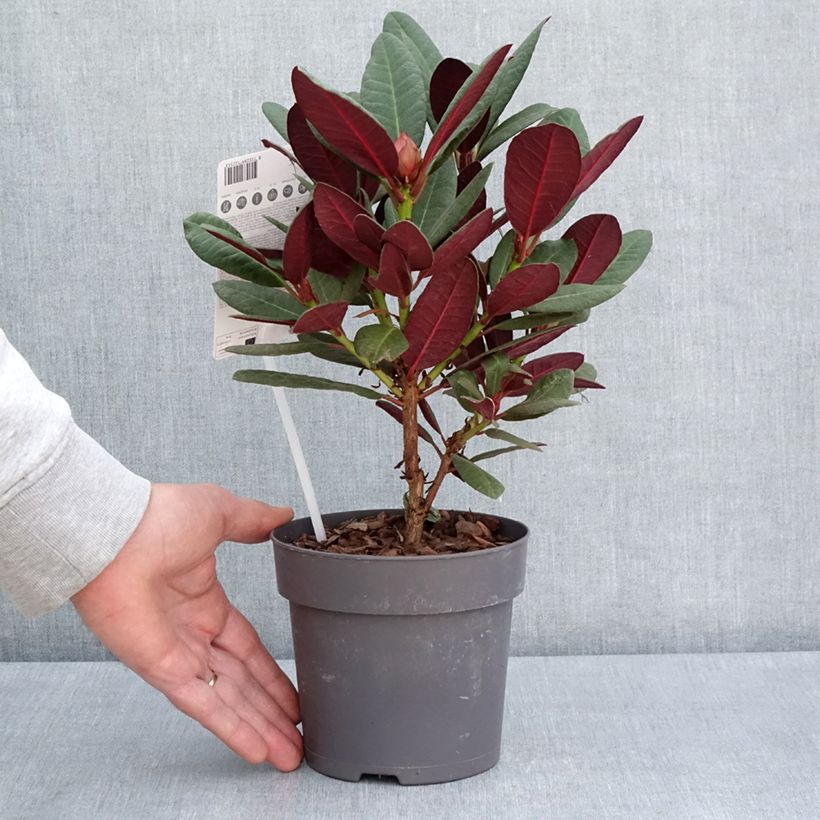 Exemplaar van Rhododendron Wine & Roses - Dwergrododendron Pot van 12 cm / 13 cm zoals geleverd in de lente