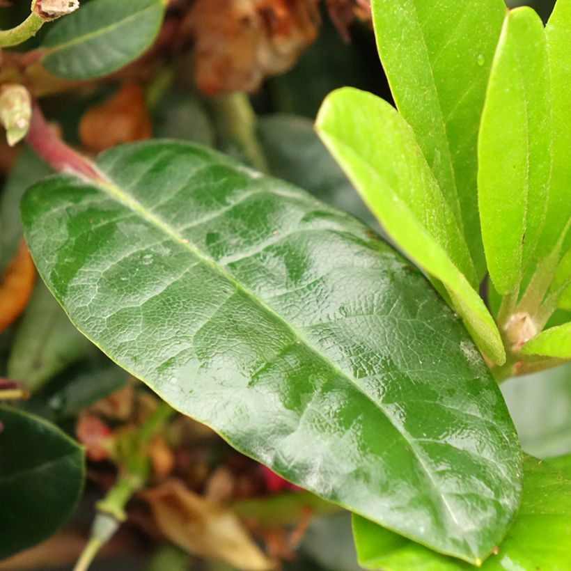 Rhododendron Lisetta - Dwergrododendron (Blad)