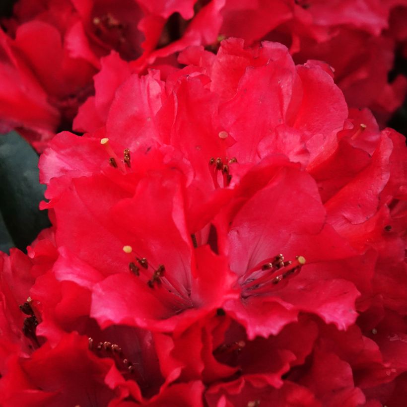 Rhododendron Lisetta - Dwergrododendron (Bloei)