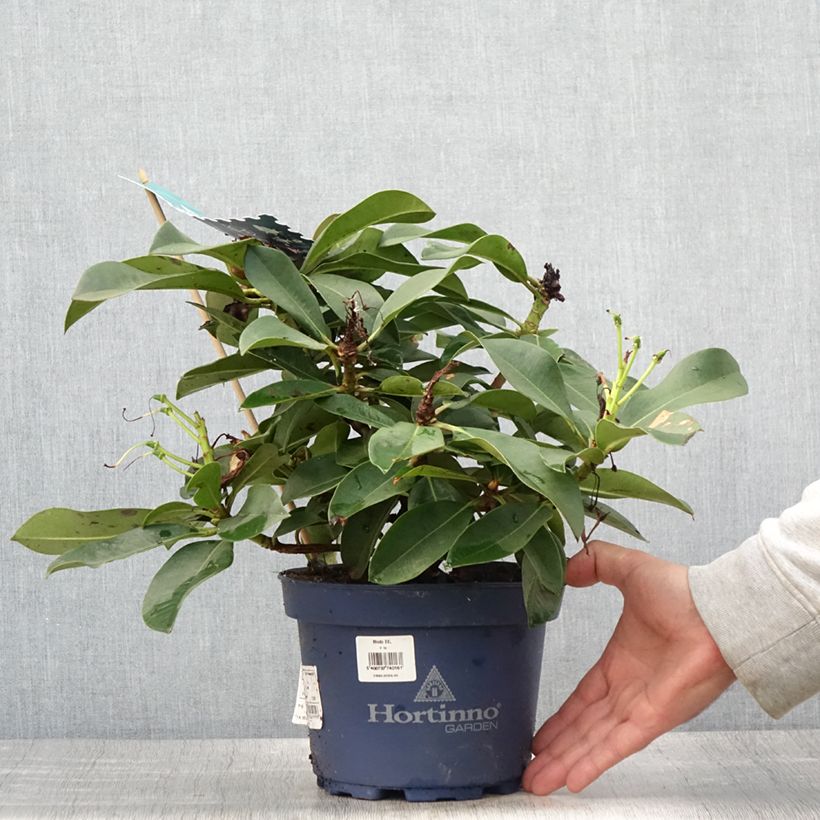 Exemplaar van Rhododendron XXL - Grootbloemige rododendron Pot van 2 l/3 l zoals geleverd in de zomer