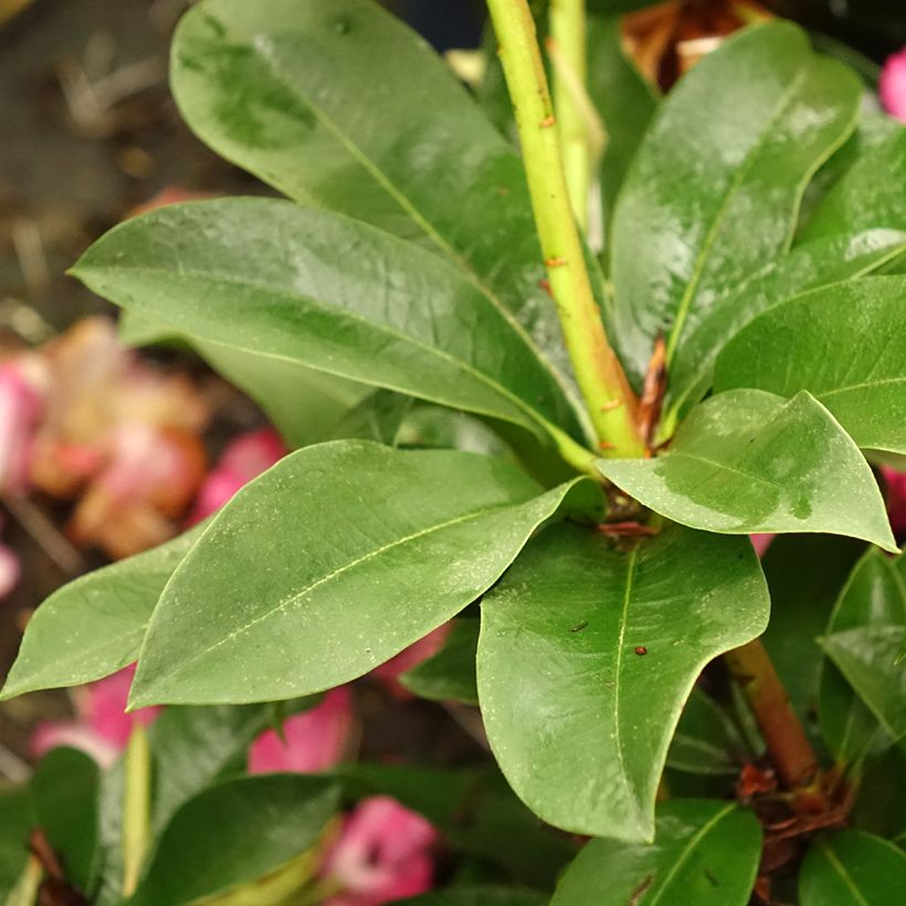 Rhododendron XXL - Grootbloemige rododendron (Blad)
