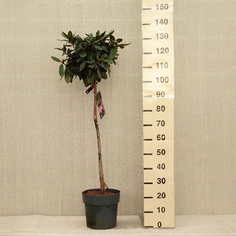 Exemplaar van Rhododendron yakushimanum Anuschka - Rhododendron nain Pot de 7,5L/10L, Tige, Tige de 80 cm zoals geleverd in de herfst