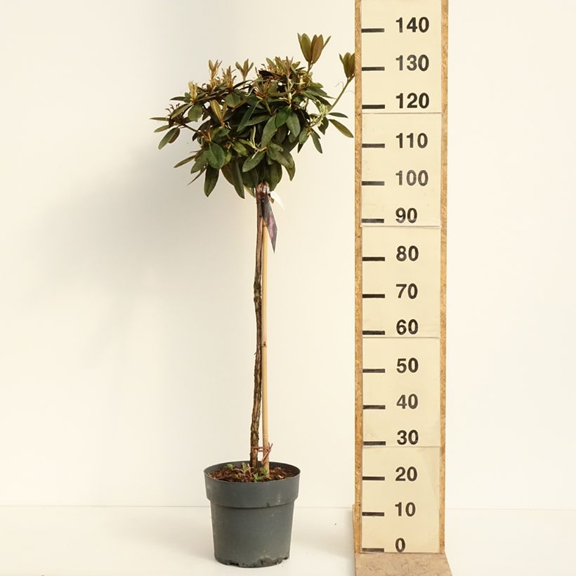 Exemplaar van Rhododendron Anuschka - Dwergrododendron Pot van 7,5 l/10 l, Stengel zoals geleverd in de lente