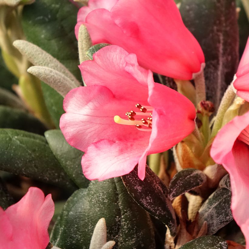 Rhododendron Debbie Dane - Dwergrododendron (Bloei)