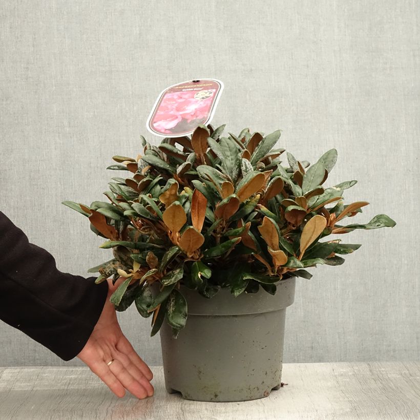 Exemplaar van Rhododendron yakushimanum Debbie Dane - Rhododendron nain Pot de 4L/5L zoals geleverd in de herfst