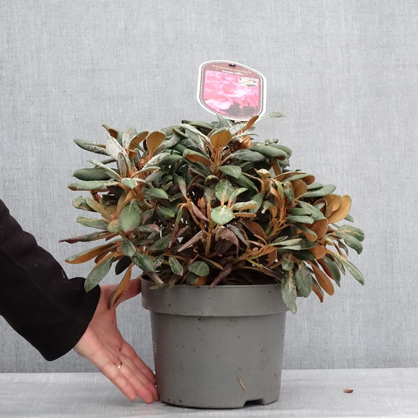 Example of Rhododendron yakushimanum Debbie Dane - Rhododendron nain Pot van 4 l/5 l as you get in hiver