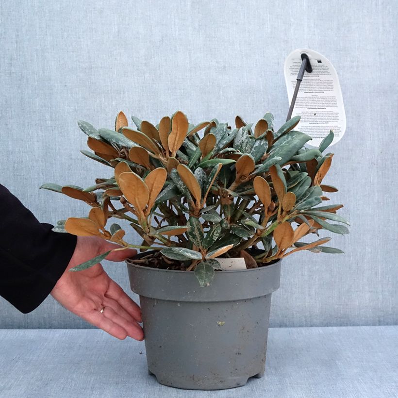 Exemplaar van Rhododendron Debbie Dane - Dwergrododendron Pot van 4 l/5 l zoals geleverd in de lente