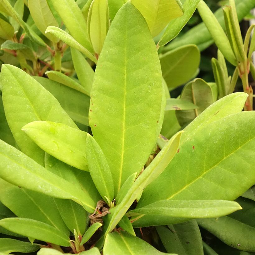 Rhododendron Dopey -Dwergrododendron (Blad)