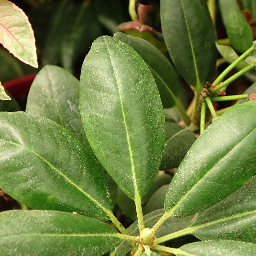 Rhododendron Easydendron Bohlken's Laura - Dwergrondodendron (Blad)