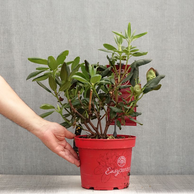 Exemplaar van Rhododendron Easydendron Bohlken's Laura - Dwergrondodendron Pot van 4 l/5 l zoals geleverd in de zomer