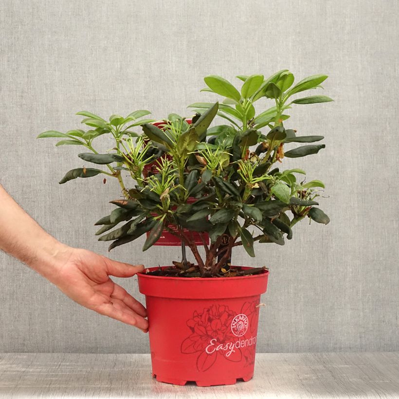 Exemplaar van Rhododendron Easydendron Bohlken's Laura - Dwergrondodendron Pot van 4 l/5 l zoals geleverd in de lente