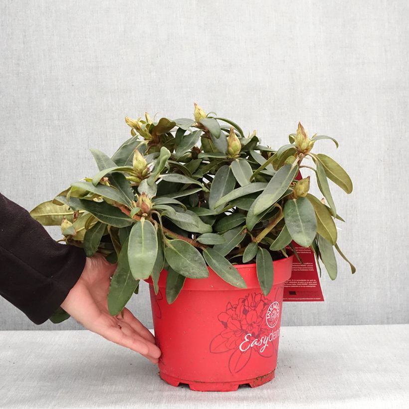 Example of Rhododendron Easydendron inkharo Bohlken's Roter Stern - Dwergrododendron Pot van 4 l/5 l as you get in hiver
