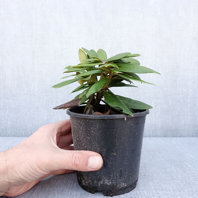Example of Rhododendron Kalinka - Dwergrododendron Pot van 12 cm / 13 cm as you get in hiver