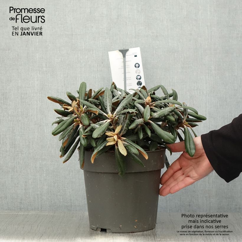 Example of Rhododendron yakushimanum Koichiro Wada - Rhododendron nain Pot van 4 l/5 l as you get in hiver