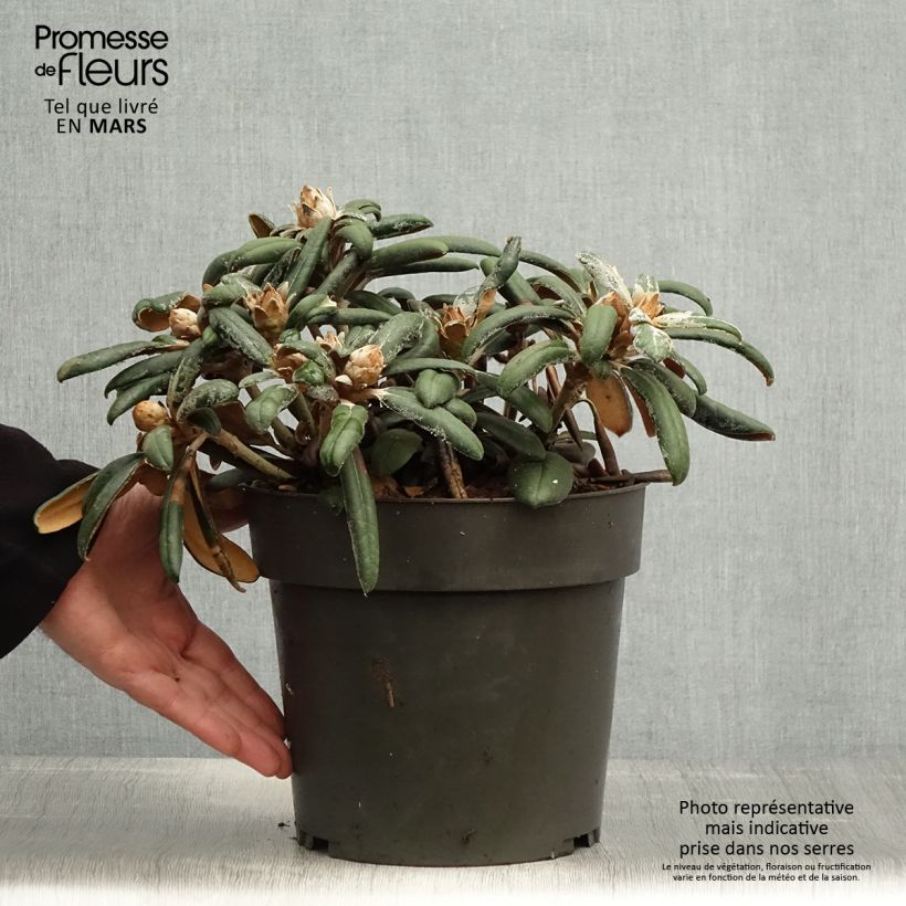 Exemplaar van Rhododendron Koichiro Wada - Dwergrododendron Pot van 4 l/5 l zoals geleverd in de lente
