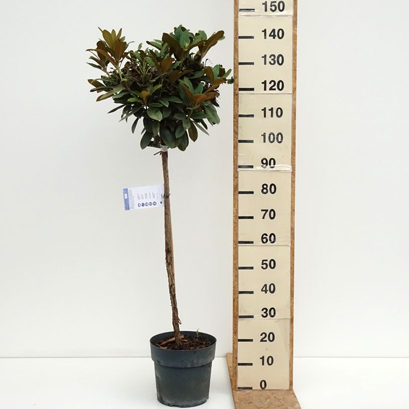 Exemplaar van Rhododendron Morgenrot - Dwergrododendron Pot van 7,5 l/10 l, Stengel zoals geleverd in de zomer