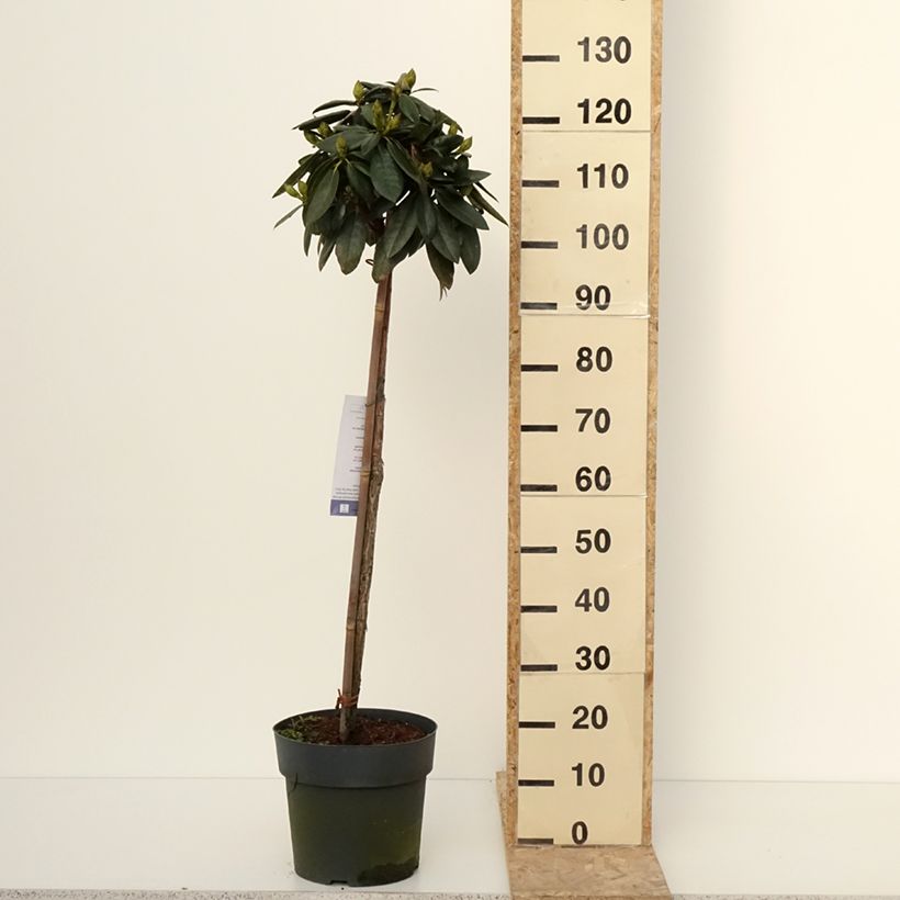 Example of Rhododendron yakushimanum Polaris - Rhododendron nain Pot van 7,5 l/10 l as you get in hiver