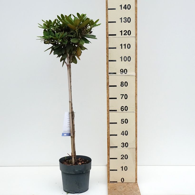 Exemplaar van Rhododendron Polaris - Dwergrododendron Pot van 7,5 l/10 l, Stengel zoals geleverd in de zomer
