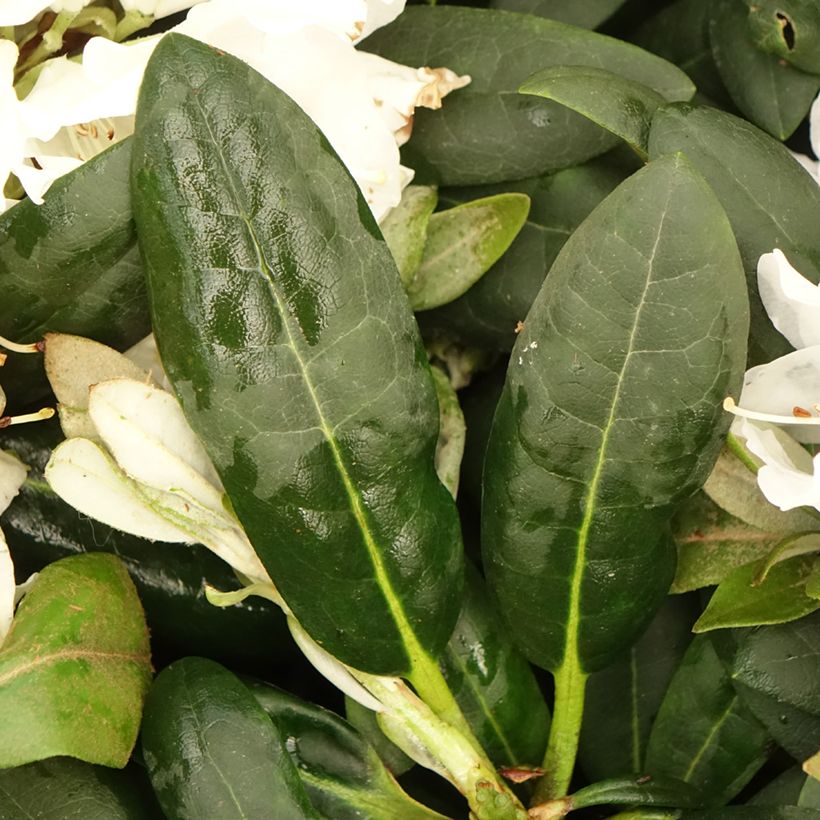 Rhododendron Porzellan - Dwergrododendron (Blad)