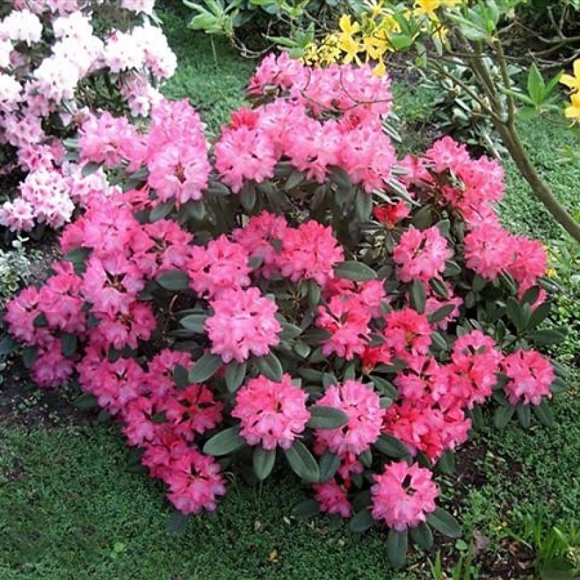 Rhododendron Sneezy - Dwergrododendron (Plant habit)