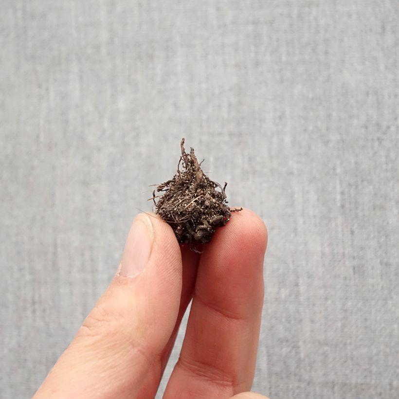 Example of Rhodohypoxis Red King Bol Kaliber/Größe I as you get in printemps