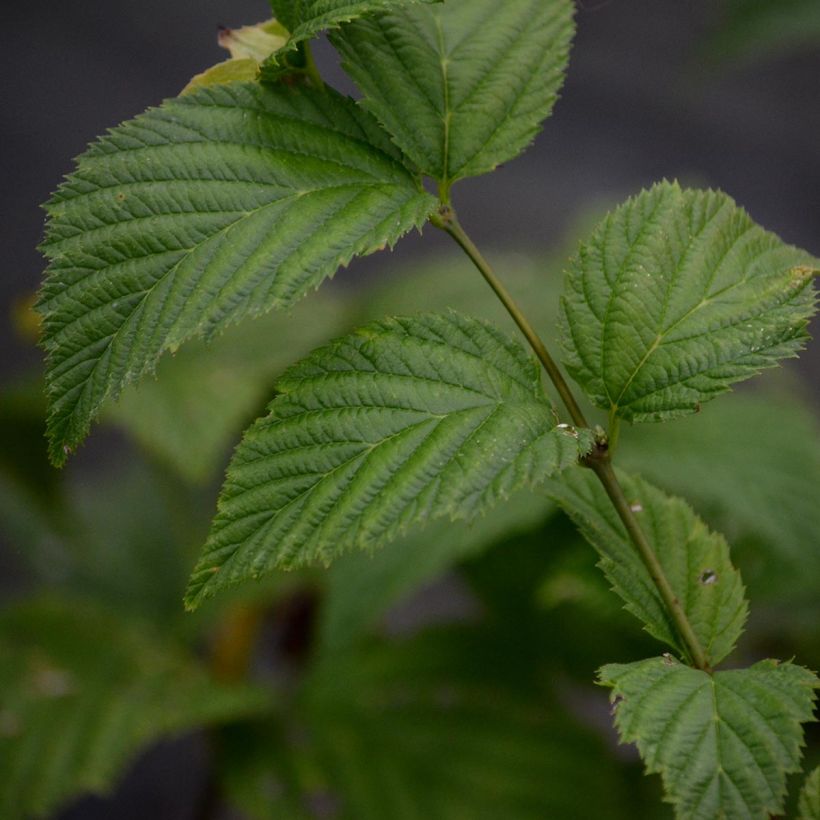 Rhodotypos scandens - Schijnkerria (Foliage)