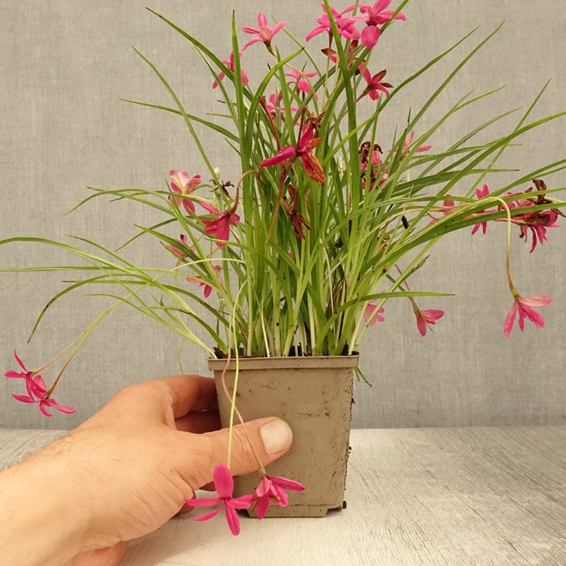Exemplaar van Rhodohypoxis Beverly - Sterretjesgras Kweekpotje van 8/9 cm zoals geleverd in de zomer