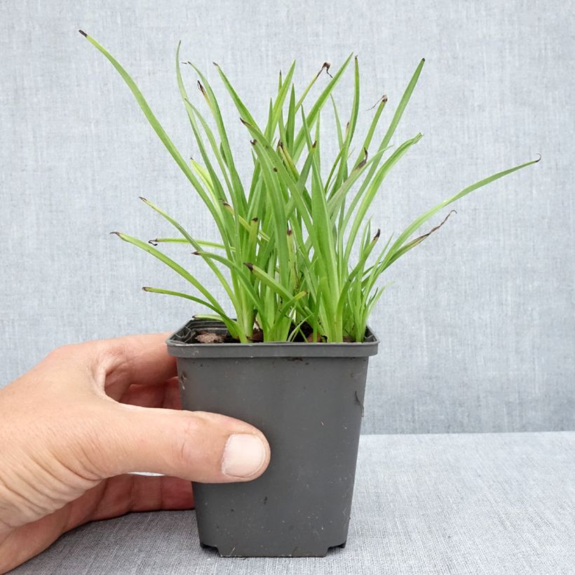 Exemplaar van Rhodoxis Summer Stars Peppermint Kweekpotje van 8/9 cm zoals geleverd in de zomer