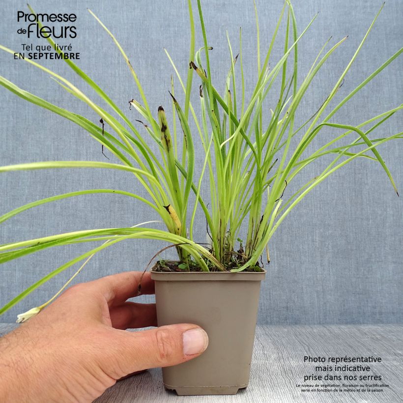 Exemplaar van Rhodoxis Summer Stars Peppermint Kweekpotje van 8/9 cm zoals geleverd in de herfst
