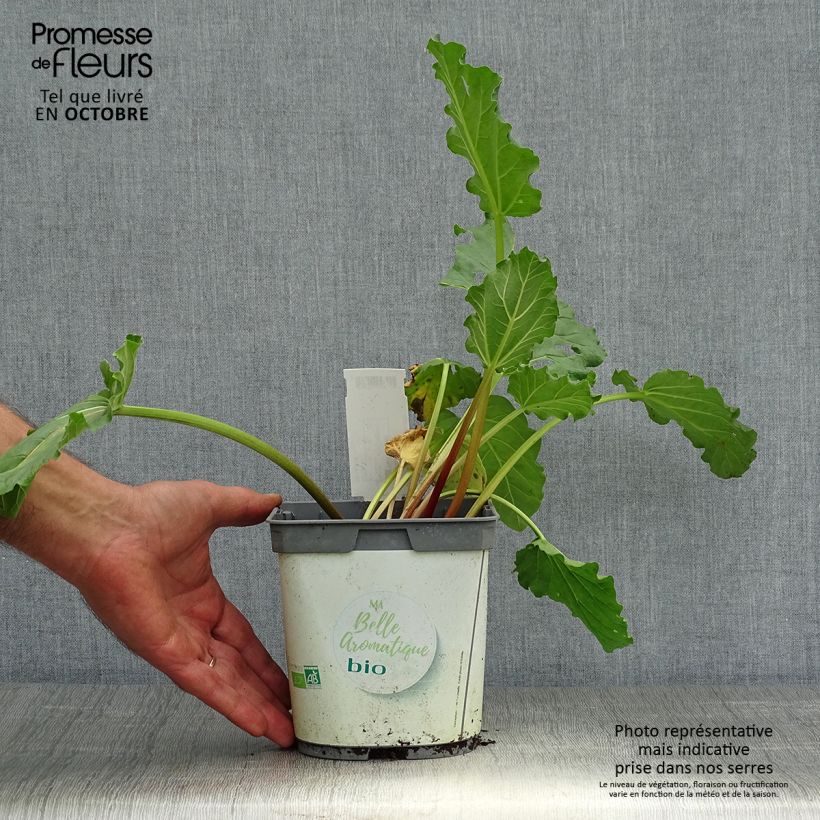 Exemplaar van Rabarber BIO - Rheum rhabarbarum Pot van 1 l/1,5 l zoals geleverd in de herfst