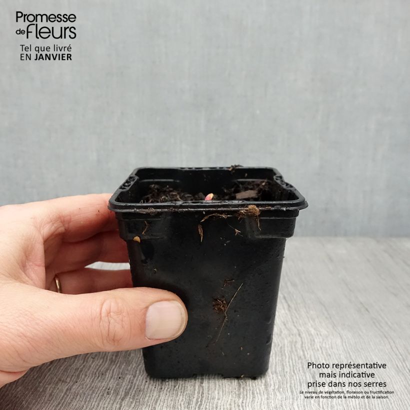 Example of Rheum hybridum Victoria - Russische rabarber Kweekpotje van 8/9 cm as you get in hiver