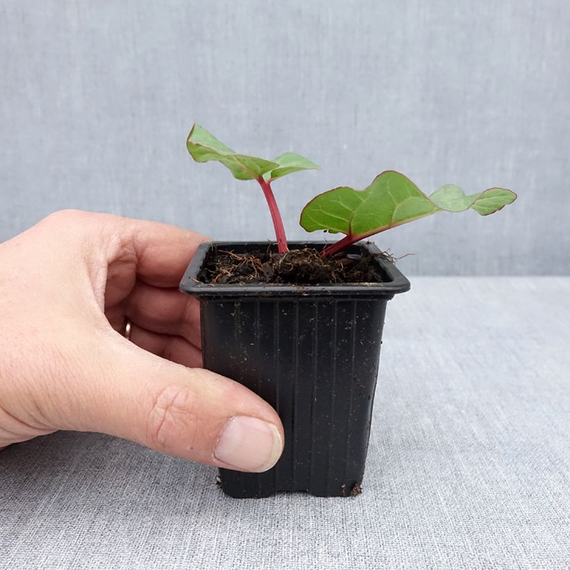 Exemplaar van Rheum hybridum Victoria - Russische rabarber Kweekpotje van 8/9 cm zoals geleverd in de lente