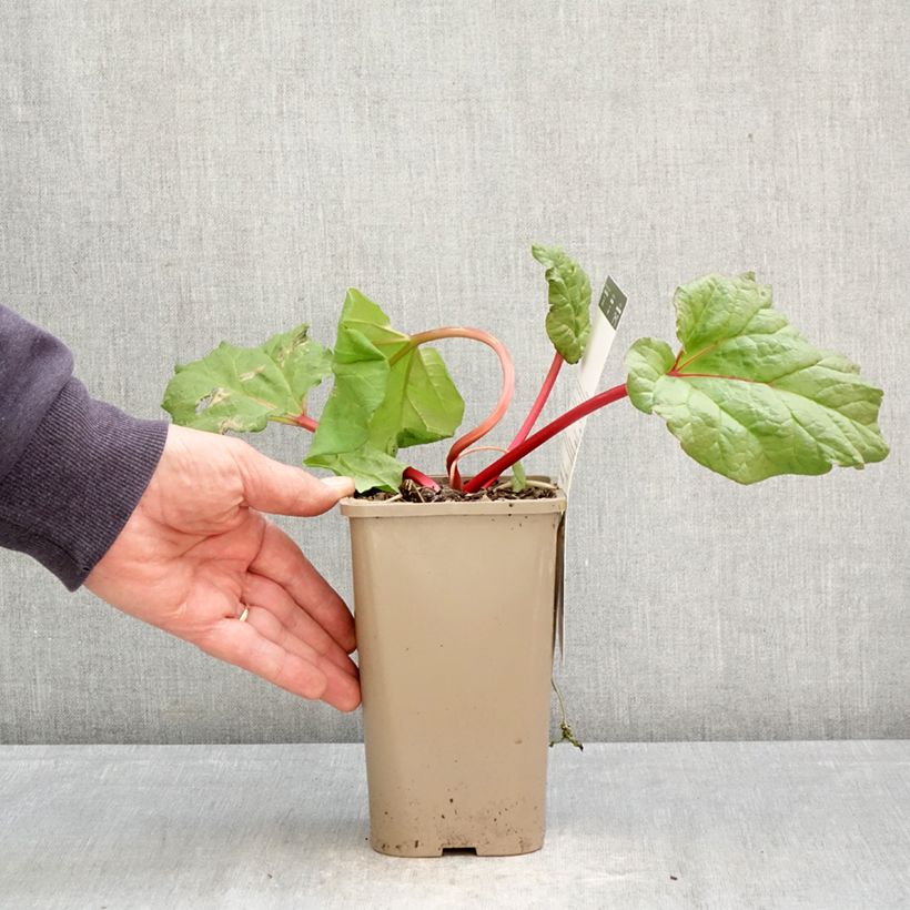 Exemplaar van Rabarber Fulton's Strawberry Surprise Pot van 1 l/1,5 l zoals geleverd in de lente
