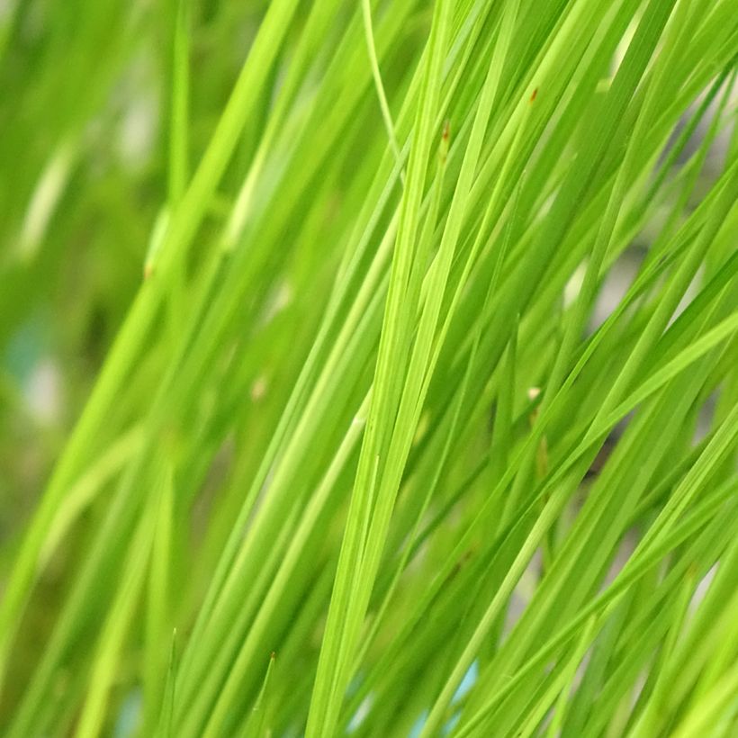Rhynchospora colorata - Stergras (Blad)