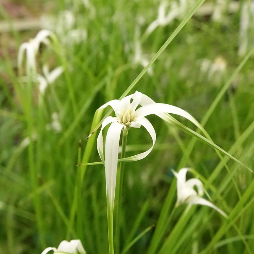 Rhynchospora colorata - Stergras (Bloei)