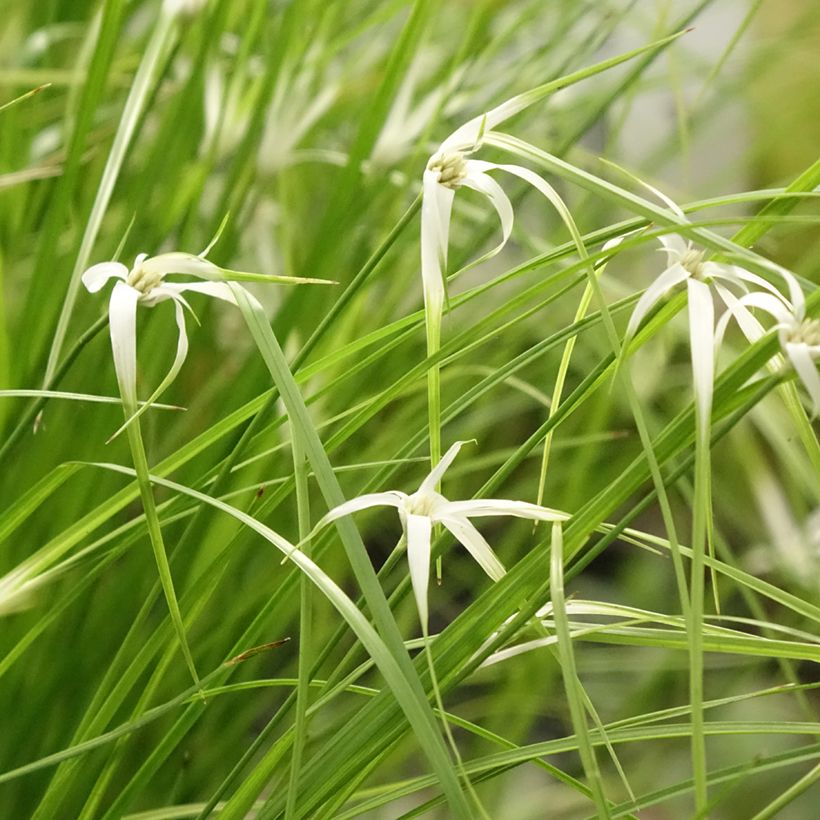 Rhynchospora colorata - Stergras (Groeiplaats)