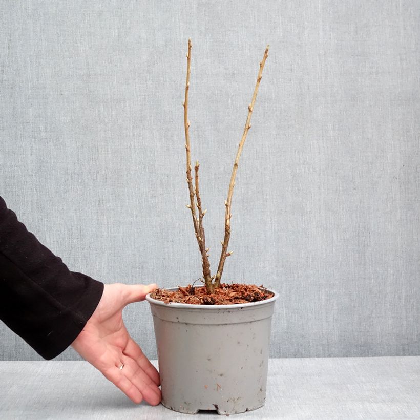 Example of Ribes americanum Variegatum - Groseillier d'Amérique panaché Pot van 3 l/4 l as you get in hiver