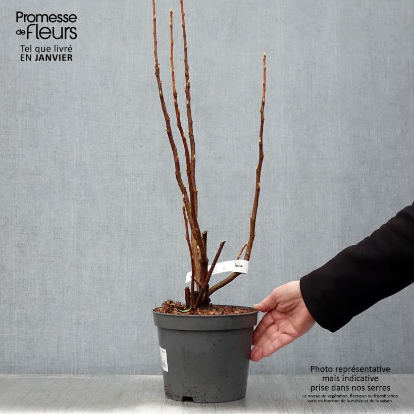 Example of Ribes sanguineum - Cassis-fleur Pot van 3 l/4 l as you get in hiver