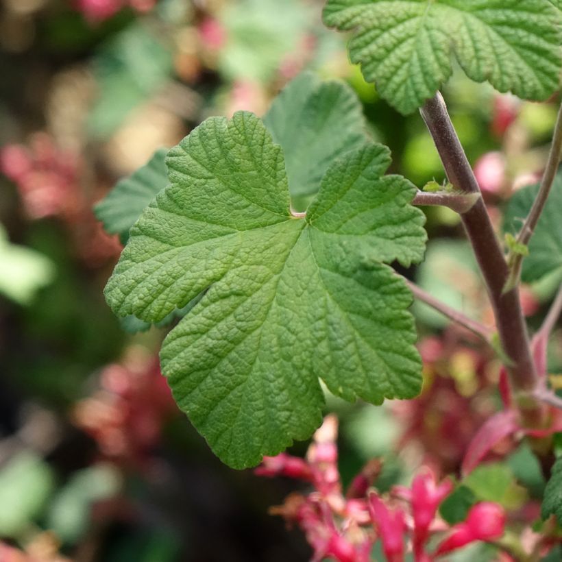 Ribes sanguineum Johannie PinkPomp - Rode ribes (Blad)